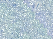 Negative control: IHC staining of FFPE human kidney tissue without primary antibody. Required HIER: steamed antigen retrieval with pH6 citrate buffer; HRP-staining.