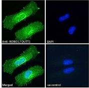 IF/ICC staining of fixed and permeabilized human HeLa cells with ROBO1 antibody (green) at 10ug/ml and DAPI nuclear stain (blue).