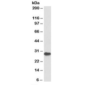 Western blot testing of bone marrow lysate with PDCD1 antibody at 1ug/ml. Predicted molecular weight: ~32kDa.