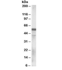 Western blot testing of human lung lysate with RNF8 antibody at 0.1ug/ml. Predicted molecular weight ~56kDa.
