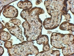 IHC staining of FFPE human placenta at 4ug/ml. HIER: steamed with pH9 Tris/EDTA buffer, HRP-staining.