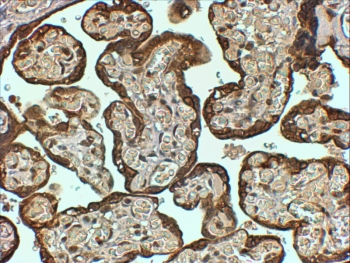 IHC staining of FFPE human placenta at 4ug/ml. HIER: steamed with pH9 Tris/EDTA buffer, HRP-staining.