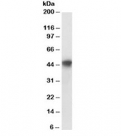 Western blot testing of human HepG2 lysate with PAI-1 antibody at 0.2ug/ml. Predicted molecular weight ~45kDa. An NAP blocker was used in place of non-fat milk as blocking solution and diluent. (1)