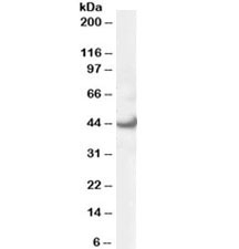 Western blot testing of 293 lysate with ERK1 antibody at 0.3ug/ml. Predicted molecular weight ~43kDa.~