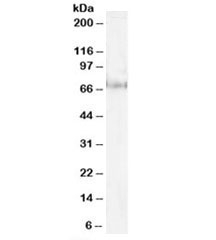 Western blot testing of HeLa lysate with Pescadillo antibody at 1ug/ml. Predicted/observed molecular weight: ~68kDa.~