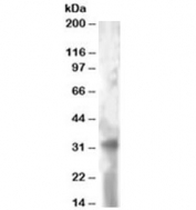 Western blot testing of HeLa lysate with TSPAN32 antibody at 2ug/ml. Expected molecular weight: ~32kDa.