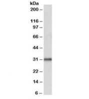 Western blot testing of human cerebellum lysate with VDAC2 antibody at 1ug/ml. Predicted molecular weight: ~32kDa.