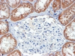 IHC testing of FFPE human human kidney with USP16 antibody at 4ug/ml. HIER: steamed with pH9 Tris/EDTA buffer, HRP-staining.