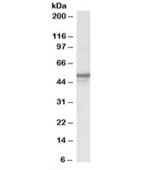 Western blot testing of human brain lysate with NPY5R antibody at 0.3ug/ml. Predicted/observed molecular weight: ~51kDa.~