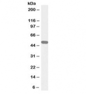 Western blot testing of human cerebellum lysate with biotinylated NPY5R antibody at 0.3ug/ml. Predicted/observed molecular weight: ~51kDa.