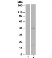 Western blot of HEK293 lysate overexpressing SKAP2 probed with SKAP2 antibody (mock transfection in lane 1).