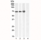 Western blot testing of human 1) A431 nuclear fraction, 2) Jurkat whole cell, 3) Jurkat nuclear fraction and 4) pancreas (negative control) lysate with RACGAP1 antibody at 1ug/ml. Predicted molecular weight: ~71 kDa.