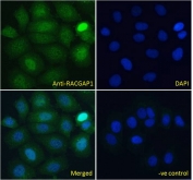 ICC/IF testing of fixed and permeabilized human MCF7 cells with RACGAP1 antibody (green) at 10ug/ml and DAPI nuclear stain (blue).