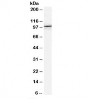 Western blot testing of NIH3T3 lysate with FE65 antibody at 0.1ug/ml. Predicted molecular weight: ~77kDa; the 97kDa isoform can be cleaved to yield a 65kDa C-terminal form.