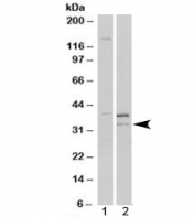 Western blot of HEK293 lysate overexpressing PIR probed with Pirin antibody (mock transfection in lane 1). Predicted/observed molecular weight: ~32kDa.