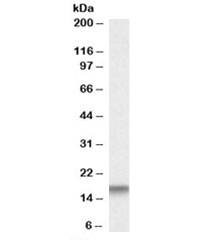 Western blot testing of mouse testis lysate with Cystatin 3 antibody at 0.01ug/ml. Predicted molecular weight: ~16kDa.