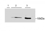 Western blot of adenovirus-mediated gene transfer in rat heart cells: 1) untransfected, 2) transient transfection with human PVALB, 3) untransfected rat skeletal muscle using Parvalbumin antibody at 0.15ug/ml.