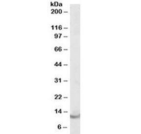 Western blot testing of human brain lysate with Parvalbumin antibody at 0.1ug/ml. Predicted molecular weight ~12kDa.