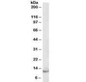 Western blot testing of human brain lysate with Parvalbumin antibody at 0.1ug/ml. Predicted molecular weight ~12 kDa.