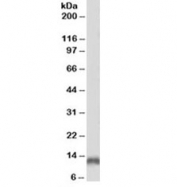 Western blot testing of human brain lysate with biotinylated Parvalbumin antibody at 2ug/ml. Predicted molecular weight ~12kDa. An NAP blocker was used in place of non-fat milk as blocking solution and diluent. (1)