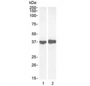 Western blot testing of 1) mouse liver and 2) rat heart lysate with GAPDH antibody at 0.1 and 0.03 ug/ml, respectively. Predicted molecular weight ~36 kDa.