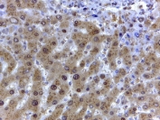 IHC staining of FFPE human liver with GAPDH antibody at 2ug/ml. HIER: steamed with pH6 citrate buffer, HRP-staining.