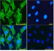 IF/ICC testing of fixed and permeabilized human HeLa cells with GAPDH antibody (green) at 5ug/ml and DAPI nuclear stain (blue).