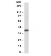 Western blot testing of human liver lysate with biotinylated GAPDH antibody at 1ug/ml. Predicted molecular weight ~36kDa.