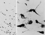 IHC testing of a PFA-perfused cryosection of human hypothalamus with Oxytocin antibody at 0.05ug/ml.  Antigen retrieval with citrate buffer pH 6 at 80oC for 30min, HRP-staining with Ni-DAB after Biotin-SP-anti-goat amplification.