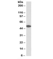 Western blot testing of human cerebellum lysate with GPR39 antibody at 0.3ug/ml. Predicted molecular weight: ~51kDa.