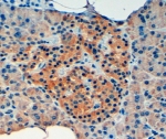 IHC staining of FFPE human pancreas with VPS11 antibody at 4ug/ml. HIER: steamed with pH9 Tris/EDTA buffer, HRP-staining.