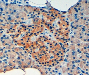 IHC staining of FFPE human pancreas with VPS11 antibody at 4ug/ml. HIER: steamed with pH9 Tris/EDTA buffer, HRP-staini