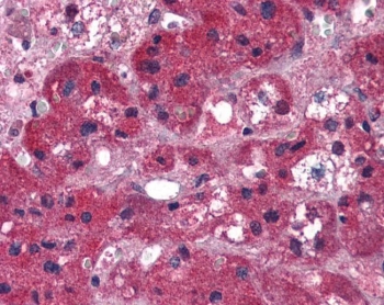 IHC testing of FFPE human adrenal gland tissue with ARIH1 antibody at 5ug/ml. Required HIER: steamed antigen retrieval with pH6 c