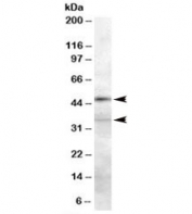 Western blot testing of 293 lysate with PLAU antibody at 0.3ug/ml. Predicted molecular weight: ~48/35kDa (full length/beta-chain). (1)