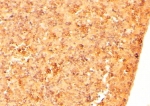 IHC testing of FFPE mouse embryonic liver with Cripto-1 antibody. HIER: steamed with pH6 citrate buffer, HRP-staining.