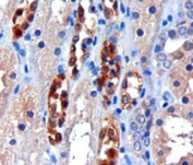 IHC staining of FFPE human kidney with CBR1 antibody at 3ug/ml. HIER: microwaved with pH6 citrate buffer, HRP-staining.