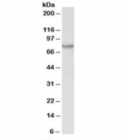 Western blot testing of HeLa lysate with CRTC2 antibody at 1ug/ml. Predicted molecular weight: ~73 kDa.