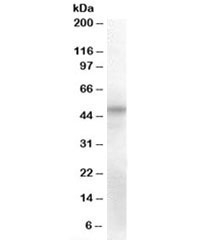 Western blot testing of human umbilical cord lysate with OCT6 antibody at 2ug/ml. Predicted molecular weight: ~45kDa.