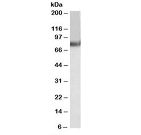 Western blot testing of human heart lysate with TRIM55 antibody at 0.1ug/ml. Predicted molecular weight: ~61kDa, observed here at ~85kDa.~