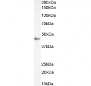 Western blot testing of Jurkat lysate with TDP-43 antibody at 0.3ug/ml. Predicted molecular weight ~43 kDa.