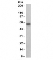 Western blot testing of human placenta lysate with SNX9 antibody at 0.1ug/ml. Predicted molecular weight ~67 kDa, commonly observed at 67-78 kDa.