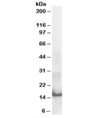 Western blot testing of human thymus lysate with SH2D1A antibody at 0.3ug/ml. Predicted molecular weight: ~14kDa.~