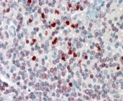 IHC staining of FFPE human spleen with FLAP antibody at 4ug/ml. HIER: steamed with pH6 citrate buffer, AP-staining.
