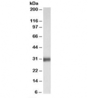 Western blot testing of human lung lysate with SFTPA1 antibody at 0.01ug/ml. Predicted molecular weight: ~28kDa, routinely observed at 30~35kDa.