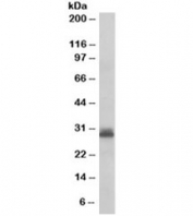 Western blot testing of human heart lysate with TAZ antibody at 0.3ug/ml. Predicted molecular weight: 28~33kDa (isoforms 1-4).