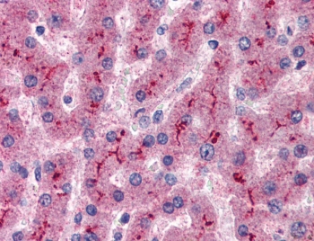 IHC testing of FFPE human liver tissue with CFH antibody at 5ug/ml. Required HIER: steamed antige
