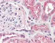 IHC testing of FFPE human kidney tissue with OGG1 antibody at 5ug/ml. Required HIER: steamed antigen retrieval with pH6 citrate buffer; AP-staining.