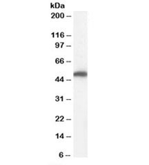 Western blot testing of human kidney lysate with FH antibody at 0.01ug/ml. Predicted molecular weight: ~55/50kDa (isoforms 1/2).