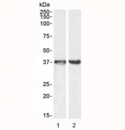 Western blot testing of 1) mouse liver and 2) rat brain lysate with GAPDH loading control antibody at 0.5ug/ml. Predicted molecular weight ~36 kDa.