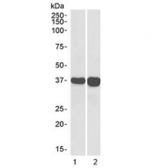 Western blot testing of human 1) liver and 2) tonsil lysate with GAPDH loading control antibody at 0.1ug/ml. Predicted molecular weight ~36 kDa.
